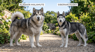 sức hút của chó Alaskan Malamute