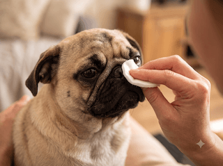 sức khỏe cho chó Pug