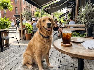 Những Ai Trót Yêu Mê Mẩn Chó Golden Retriever