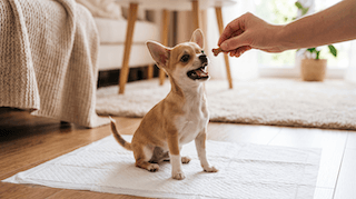 huấn luyện chó chihuahua