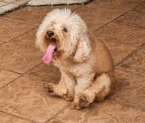 chó lại hướng mông về phía bạn