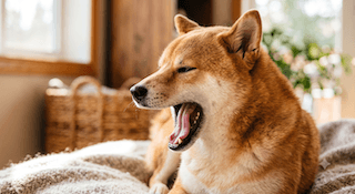 chó tránh ánh mắt